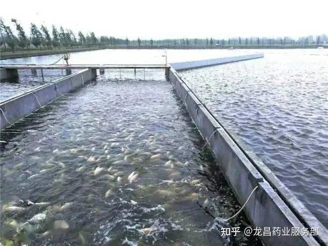有哪些藥物可以有效治療魚充血？，水產養殖中魚充血是一種常見病癥