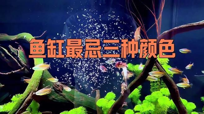 白缸養魚的優缺點，《白缸養魚的優缺點》