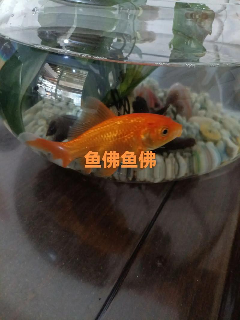 佛與魚的圖片，《佛與魚的圖片》——佛與魚的奇妙相遇