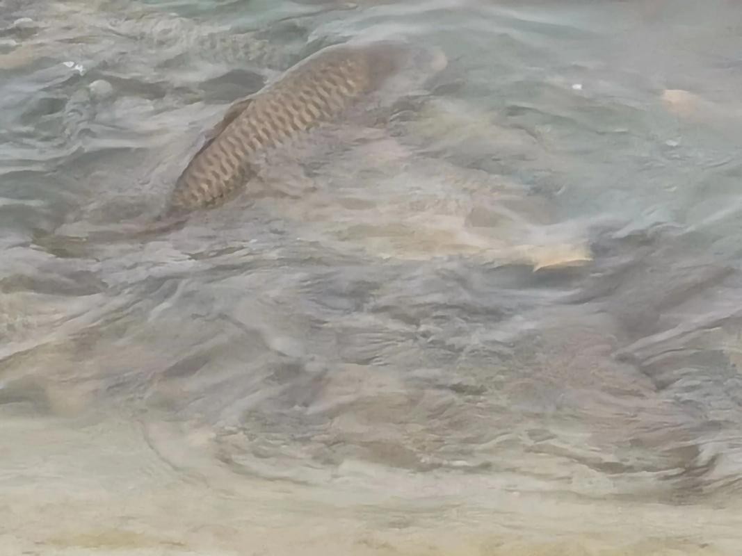 佛與魚的圖片，《佛與魚的圖片》——佛與魚的奇妙相遇