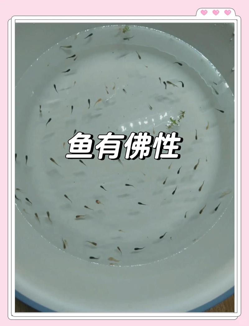 佛與魚的圖片，《佛與魚的圖片》——佛與魚的奇妙相遇
