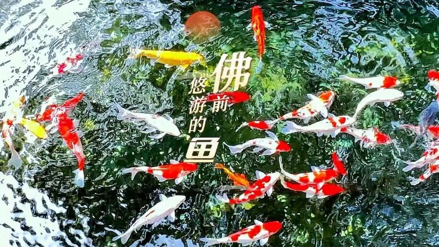 佛與魚的圖片，《佛與魚的圖片》——佛與魚的奇妙相遇