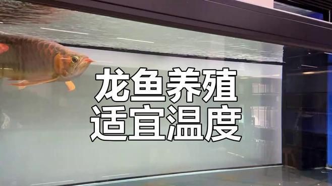 福龍魚的最佳飼養環境，福龍魚的最佳飼養環境需綜合考慮水溫、水溫、空間和設備配置等因素