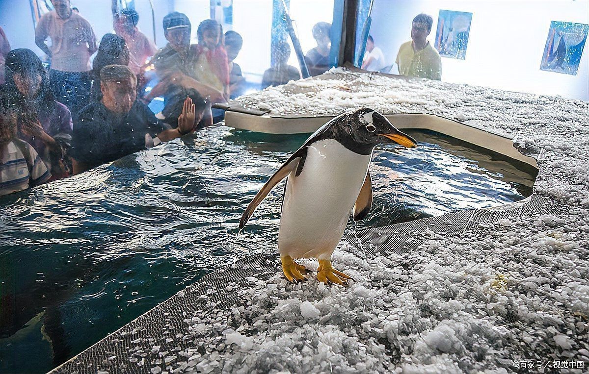 國家水族館名錄一覽表最新版，《國家水族館名錄一覽表》全面梳理了國內外知名水族館信息