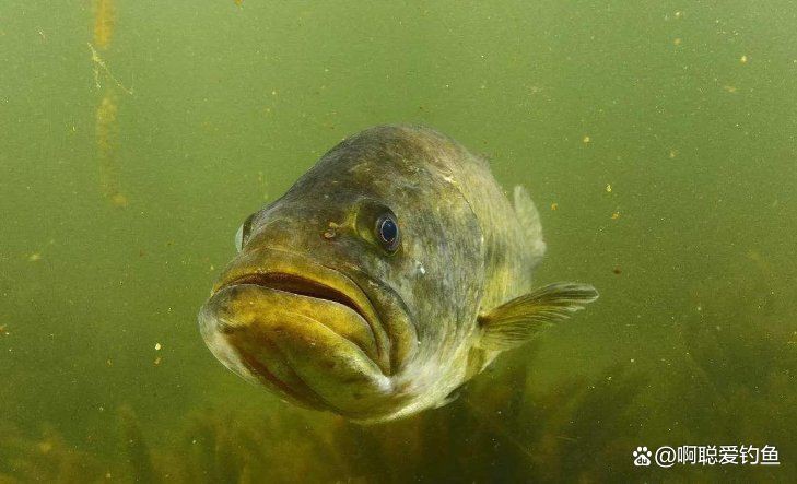 盧魚一年能長多大,鱸魚怎么買為何“肚子大小”關乎口感要明白這點 龍魚百科 第2張 盧魚一年能長多大,鱸魚怎么買為何“肚子大小”關乎口感要明白這點 盧魚一年能長多大,鱸魚怎么買為何“肚子大小”關乎口感要明白這點 龍魚百科 第2張