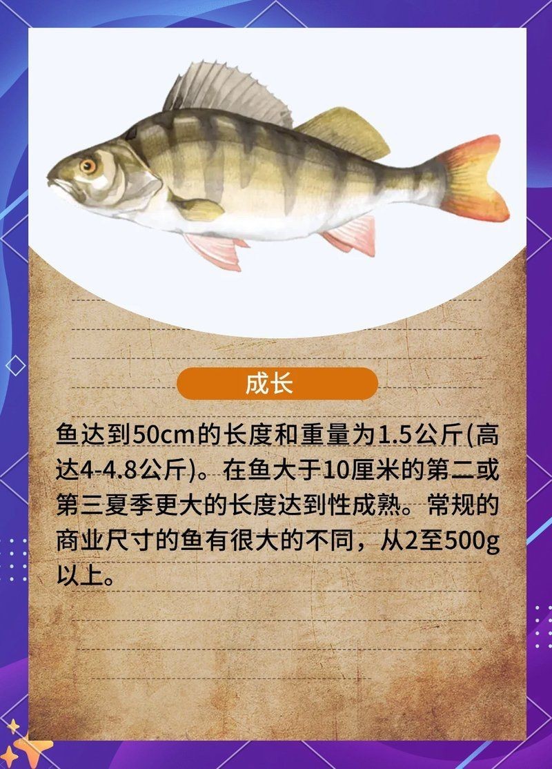 盧魚一年能長多大,鱸魚怎么買為何“肚子大小”關乎口感要明白這點 龍魚百科 第3張 盧魚一年能長多大,鱸魚怎么買為何“肚子大小”關乎口感要明白這點 盧魚一年能長多大,鱸魚怎么買為何“肚子大小”關乎口感要明白這點 龍魚百科 第3張