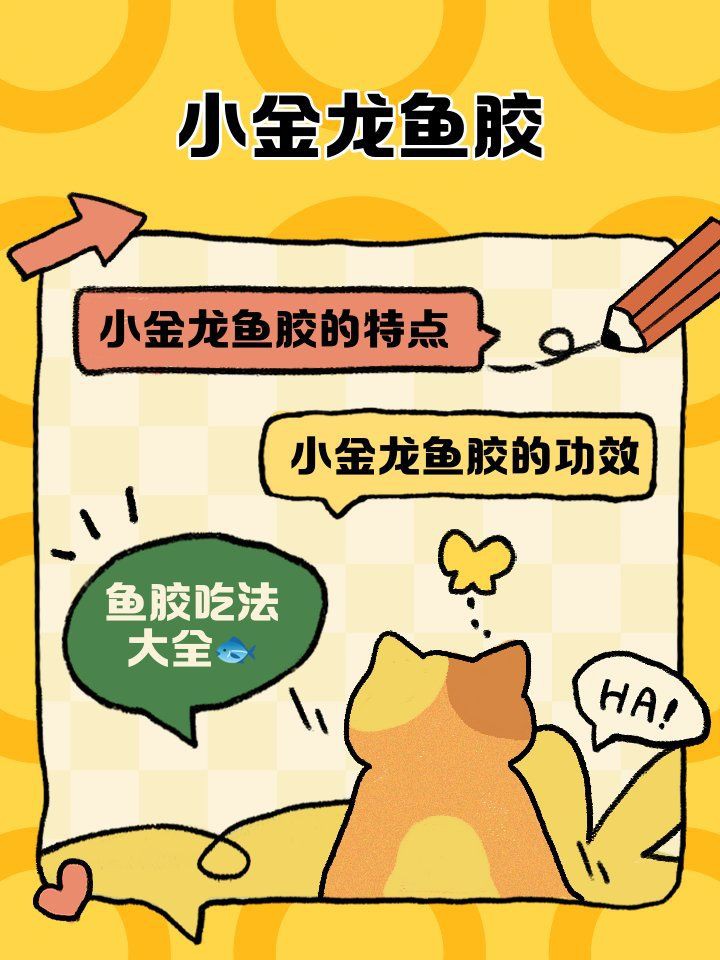 小金龍魚膠是什么魚的膠，小金龍魚膠是一種備受關注的滋補食材其來源因定義不同而有差異
