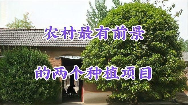 空房子養殖什么掙錢快，《空房子養殖什么掙錢快》高密度養殖讓你年賺三十萬