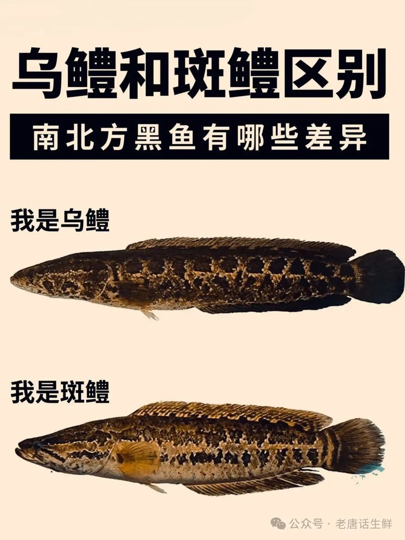 七彩海象屬于哪層魚，七彩海象的分層特性