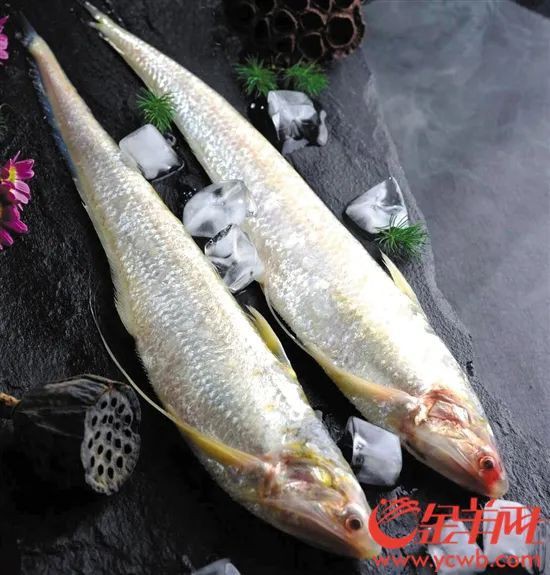 刀鱭魚，\