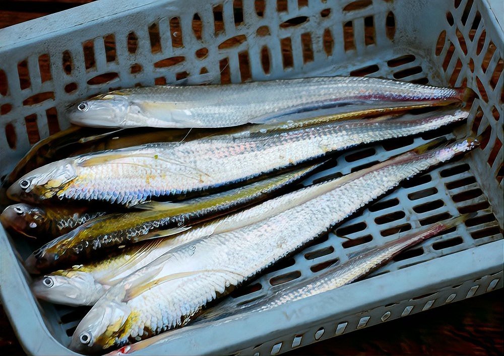 刀鱭魚，\