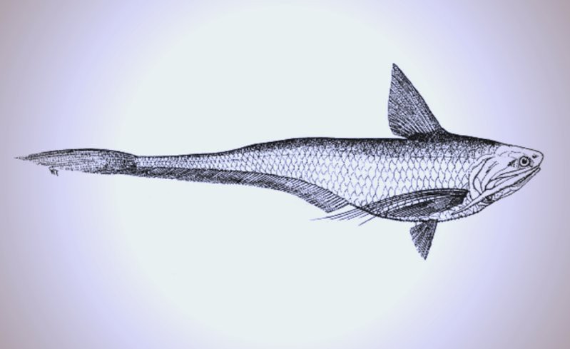 刀鱭魚，\
