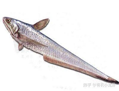 刀鱭魚，\