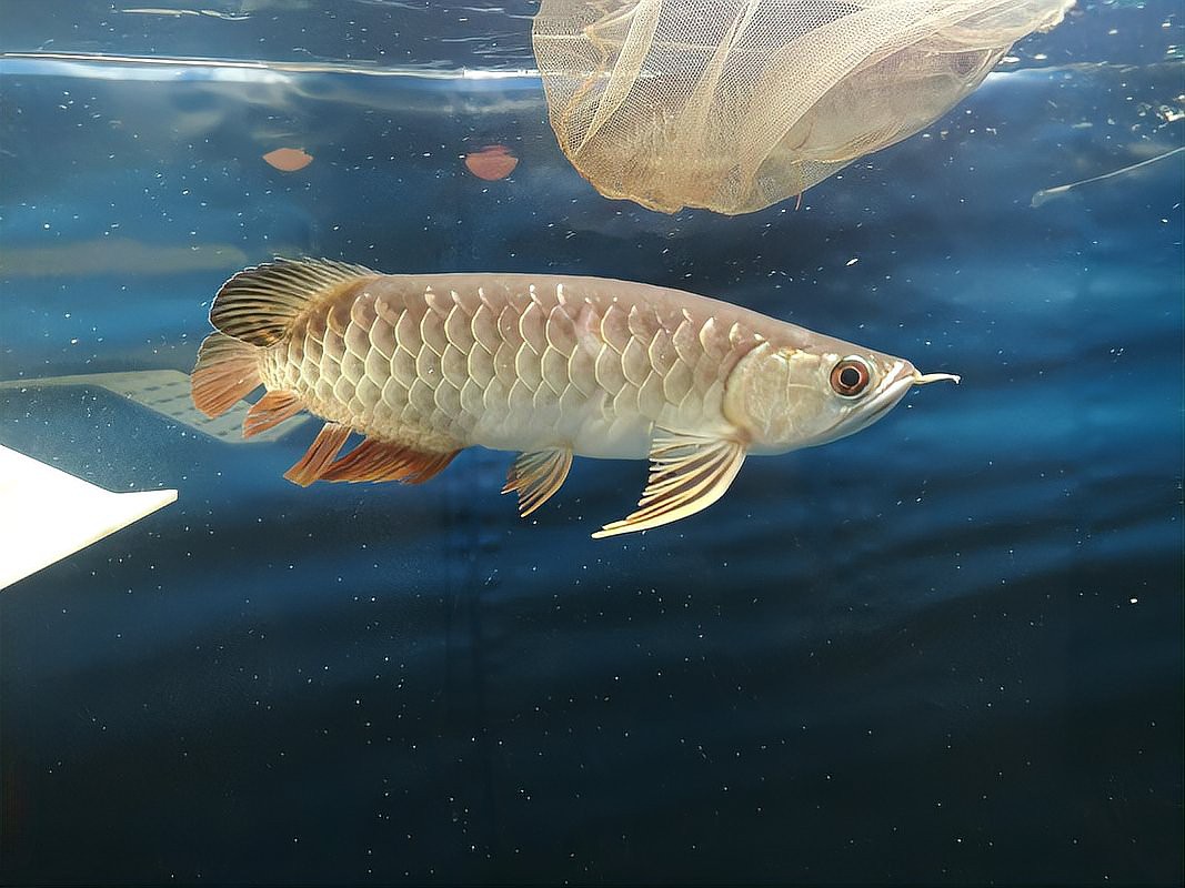 二條龍魚一起養的優缺點，雙龍混養\