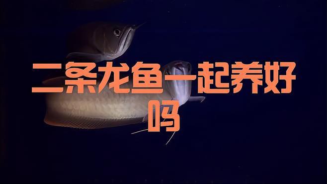二條龍魚一起養的優缺點，雙龍混養\
