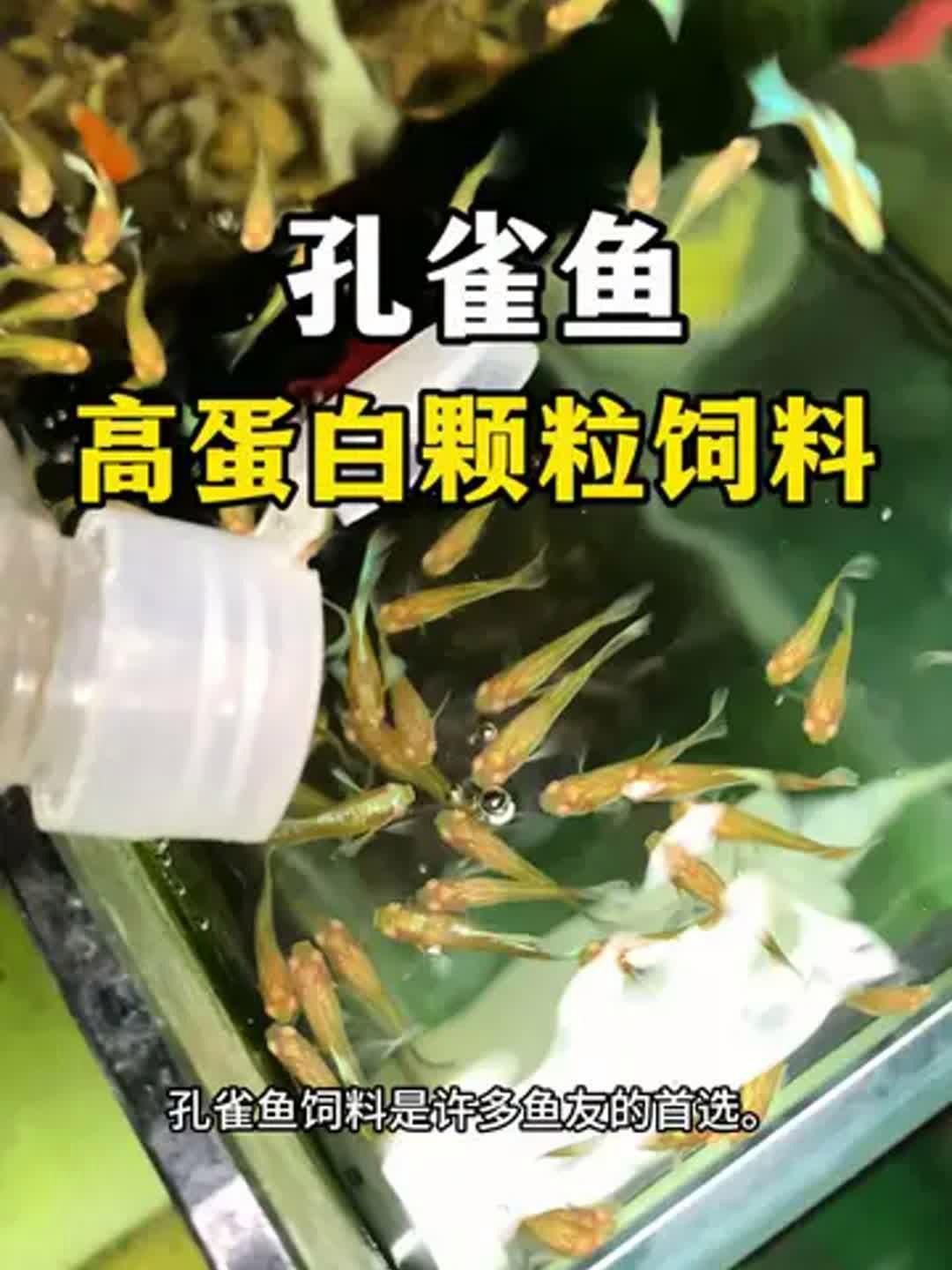 孔雀魚糧最好三個餌料，《孔雀魚糧最好三個餌料》