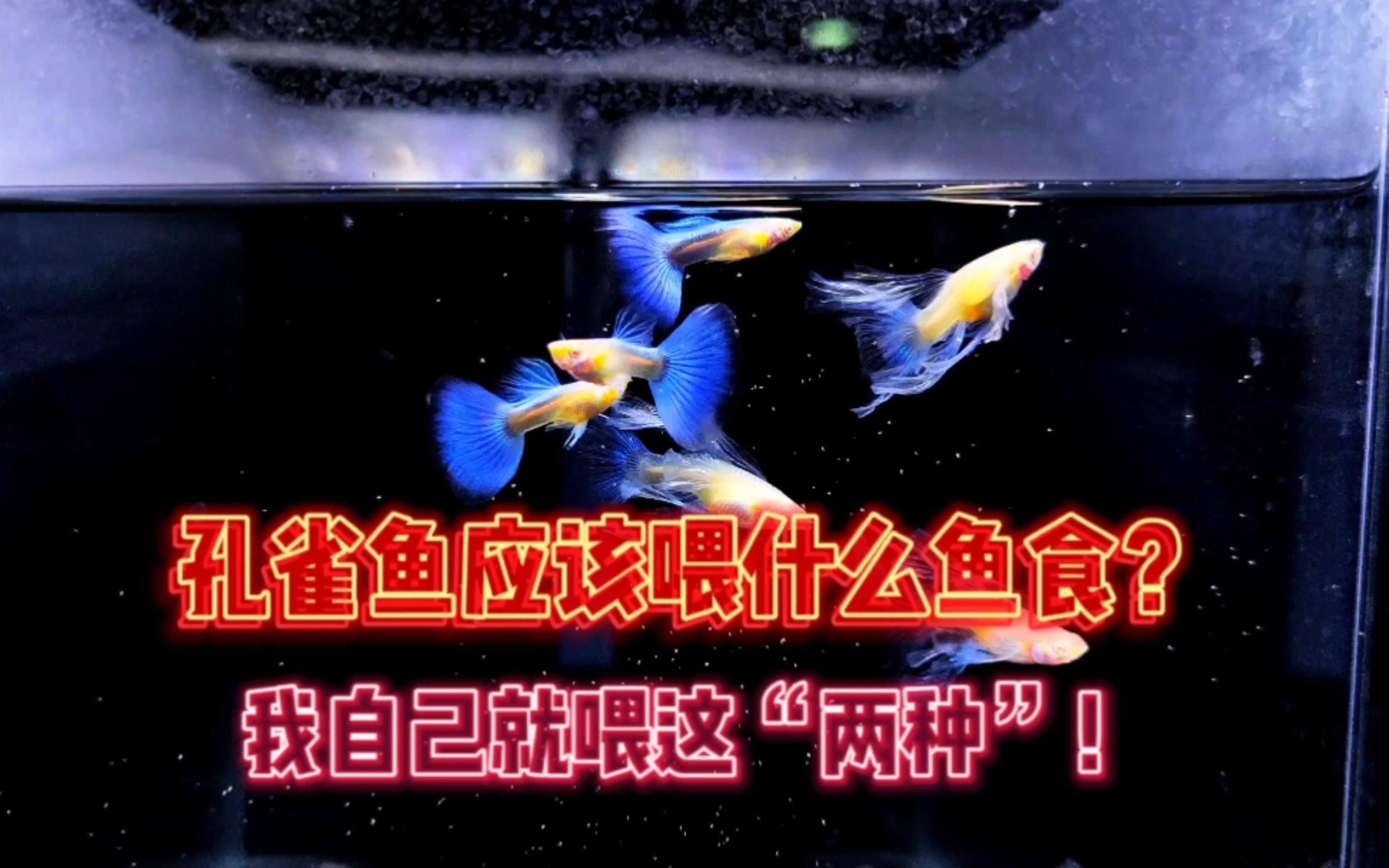 孔雀魚糧最好三個餌料，《孔雀魚糧最好三個餌料》
