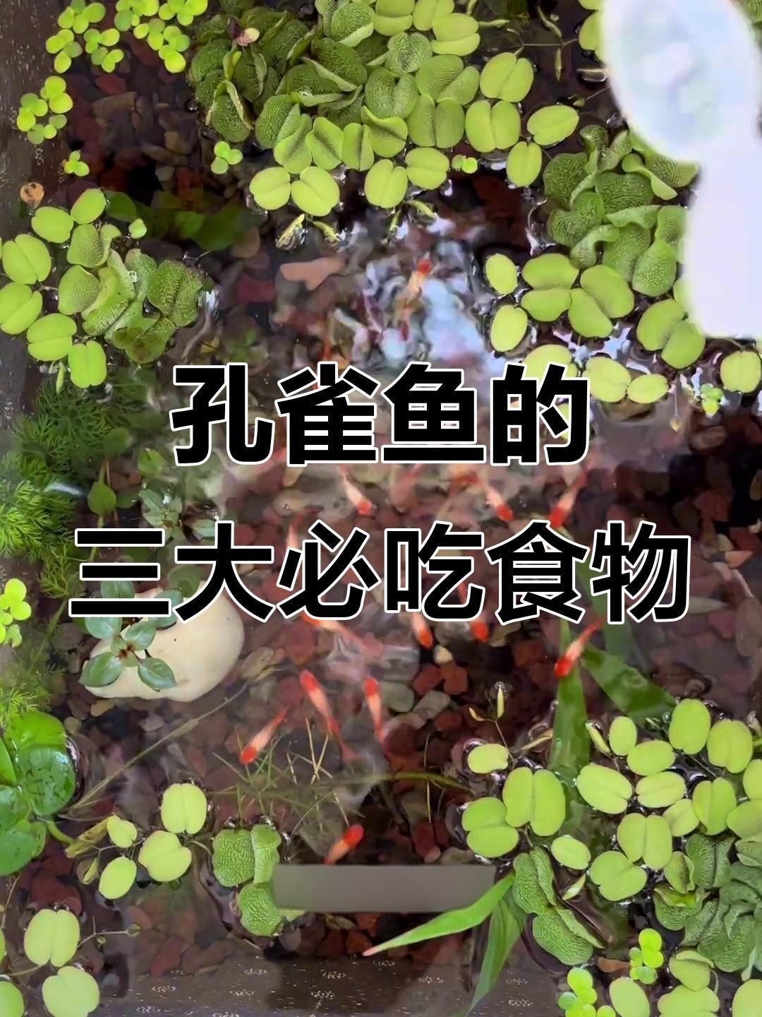 孔雀魚糧最好三個餌料，《孔雀魚糧最好三個餌料》