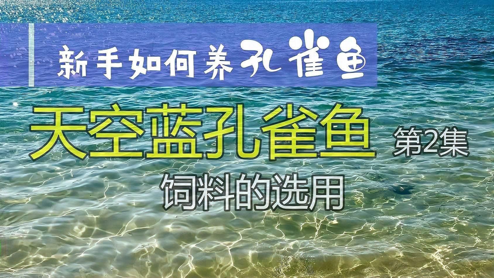 孔雀魚糧最好三個餌料，《孔雀魚糧最好三個餌料》