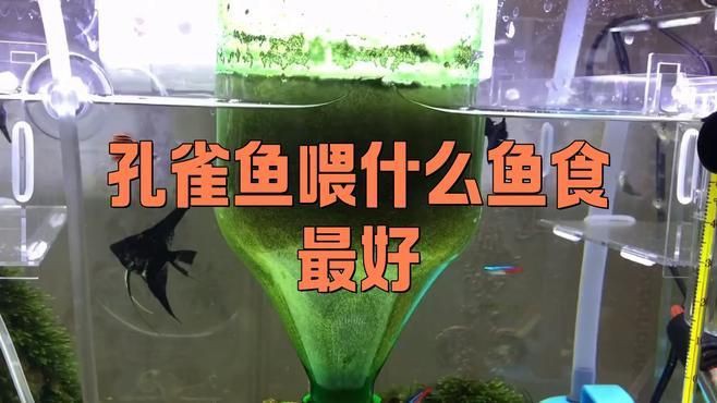 孔雀魚糧最好三個餌料，《孔雀魚糧最好三個餌料》