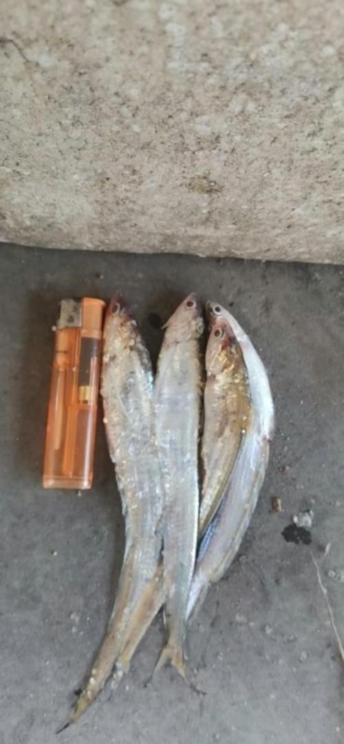 毛刀魚的圖片，河鮮界的“小鮮肉”毛刀魚
