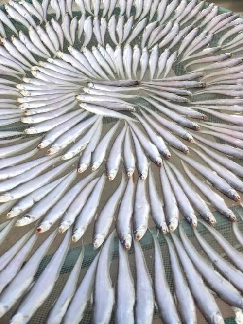 毛刀魚的圖片，河鮮界的“小鮮肉”毛刀魚