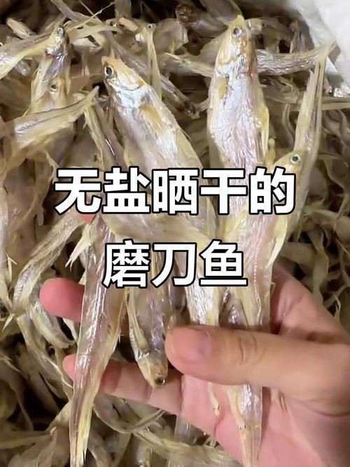毛刀魚的圖片，河鮮界的“小鮮肉”毛刀魚