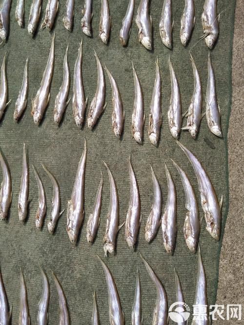 毛刀魚的圖片，河鮮界的“小鮮肉”毛刀魚