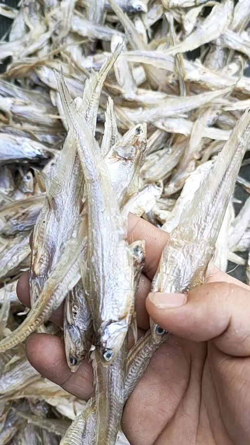 毛刀魚的圖片，河鮮界的“小鮮肉”毛刀魚