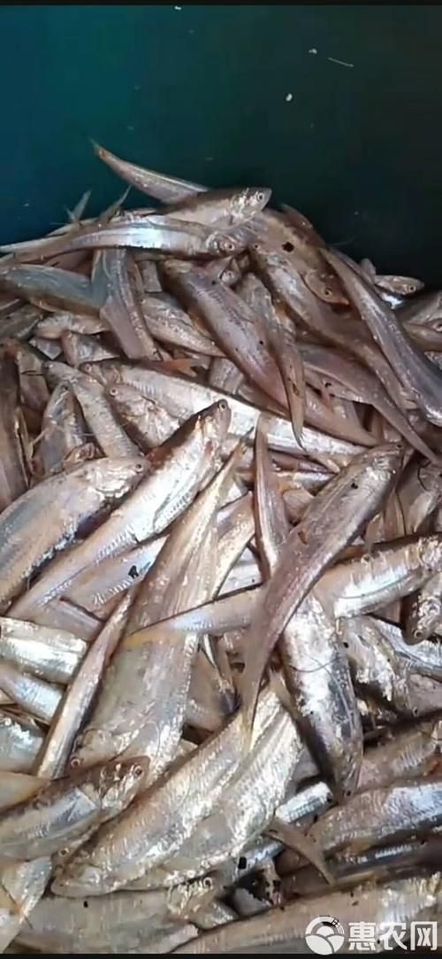 毛刀魚的圖片，河鮮界的“小鮮肉”毛刀魚