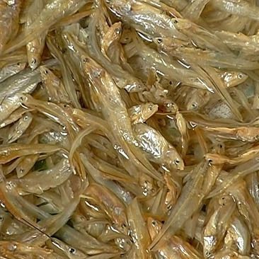 毛刀魚的圖片，河鮮界的“小鮮肉”毛刀魚