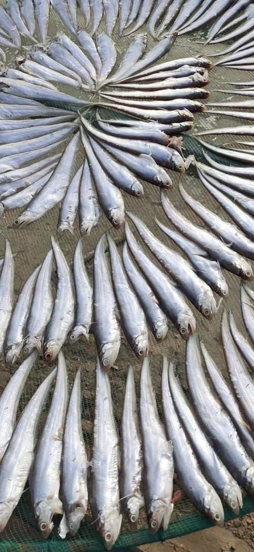 毛刀魚的圖片，河鮮界的“小鮮肉”毛刀魚