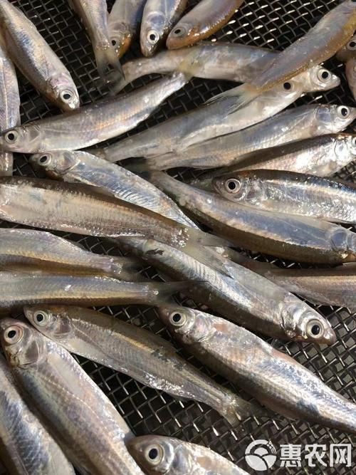 毛刀魚的圖片，河鮮界的“小鮮肉”毛刀魚