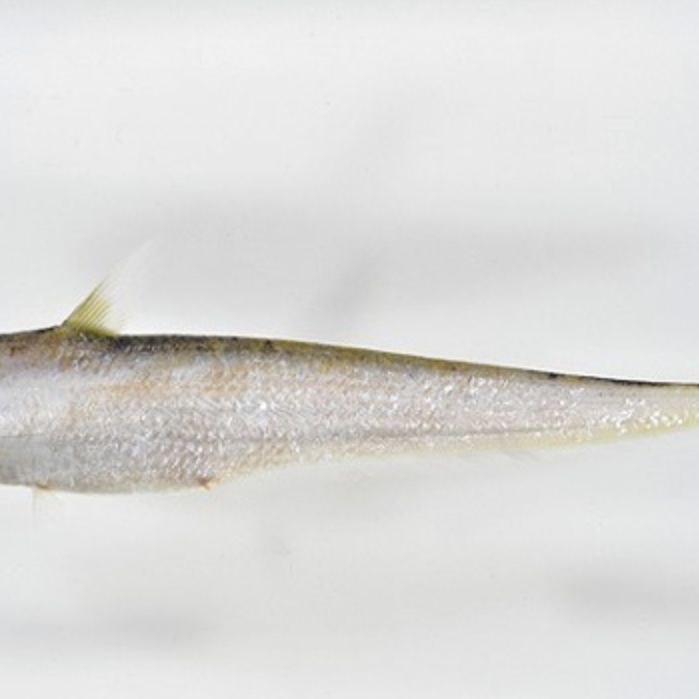 毛刀魚的圖片，河鮮界的“小鮮肉”毛刀魚