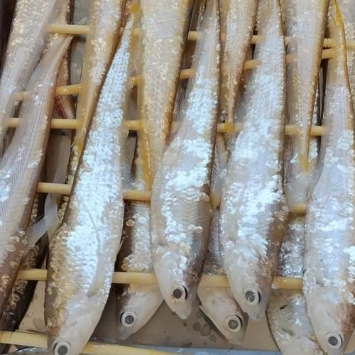 毛刀魚的圖片，河鮮界的“小鮮肉”毛刀魚