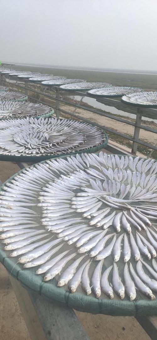 毛刀魚的圖片，河鮮界的“小鮮肉”毛刀魚