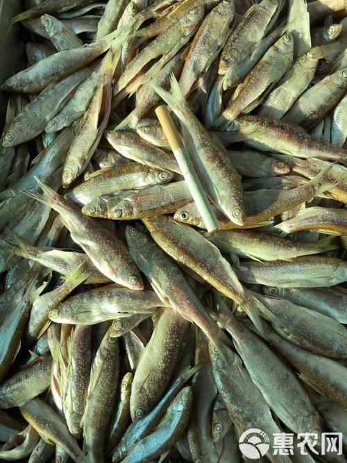 毛刀魚的圖片，河鮮界的“小鮮肉”毛刀魚