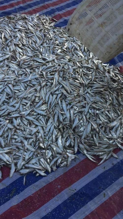 毛刀魚的圖片，河鮮界的“小鮮肉”毛刀魚