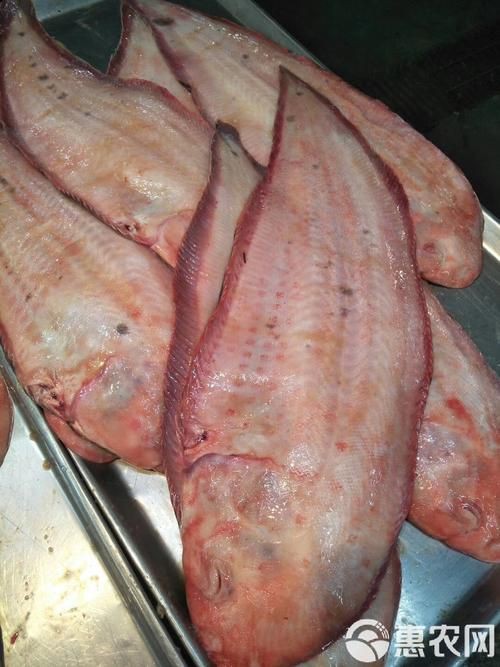 毛刀魚的圖片，河鮮界的“小鮮肉”毛刀魚