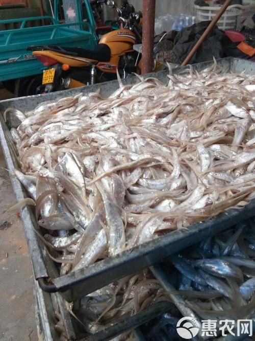 毛刀魚的圖片，河鮮界的“小鮮肉”毛刀魚