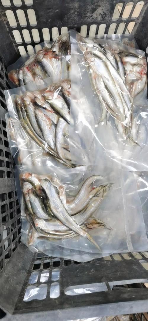 毛刀魚的圖片，河鮮界的“小鮮肉”毛刀魚