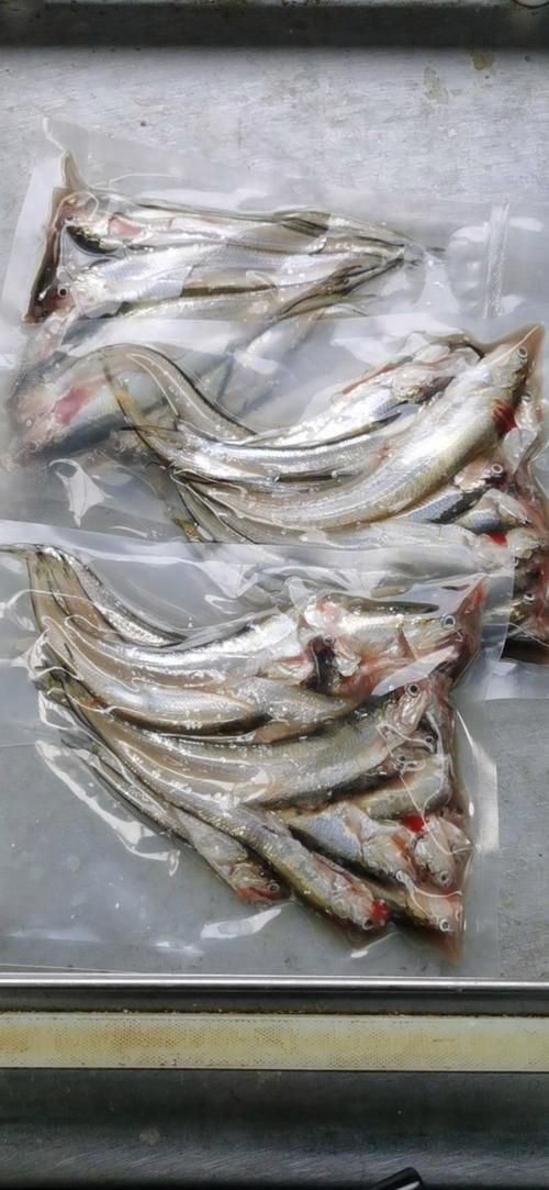 毛刀魚的圖片，河鮮界的“小鮮肉”毛刀魚