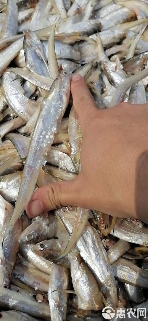 毛刀魚的圖片，河鮮界的“小鮮肉”毛刀魚