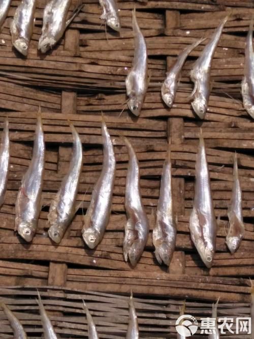 毛刀魚的圖片，河鮮界的“小鮮肉”毛刀魚