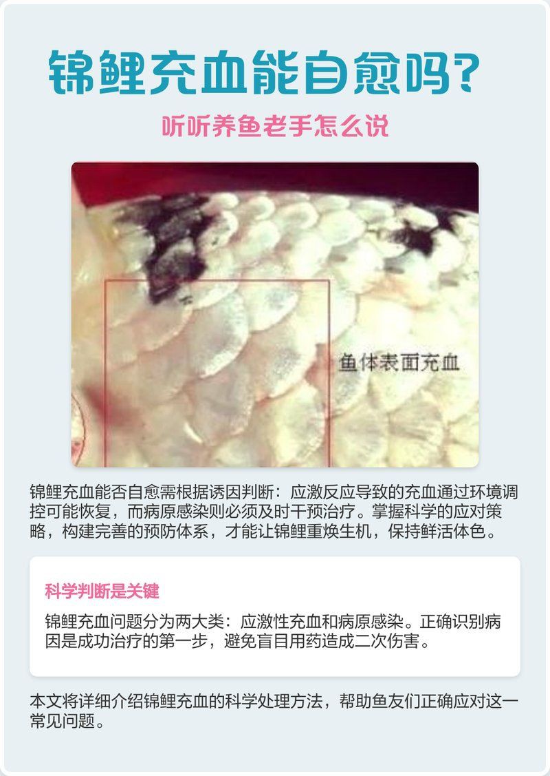 白色錦鯉身體發紅會自愈嗎？，白色錦鯉身體發紅會自愈嗎