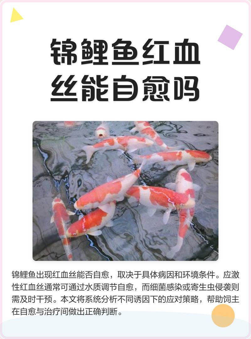 白色錦鯉身體發紅會自愈嗎？，白色錦鯉身體發紅會自愈嗎