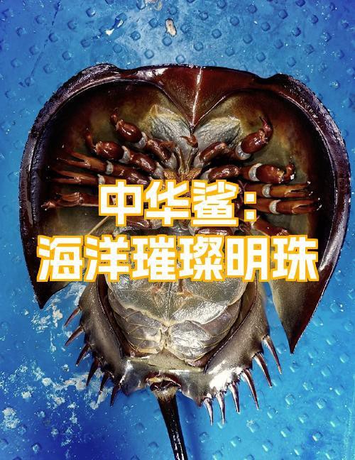 中國唯一一只金色鯊魚，《中國唯一一只金色鯊魚》