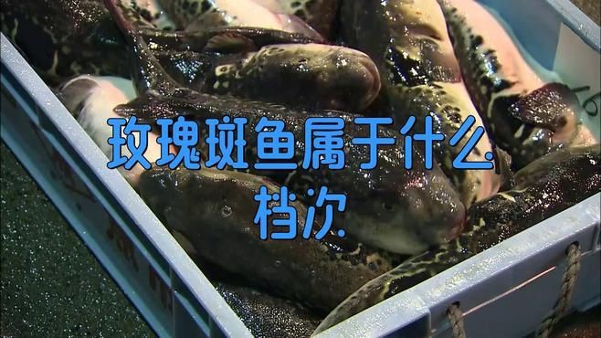 玫瑰斑魚屬于什么檔次，海中“紅玫瑰”如何“游進”千家萬戶