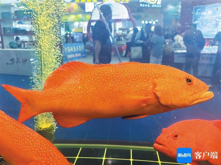 玫瑰斑魚屬于什么檔次，海中“紅玫瑰”如何“游進”千家萬戶