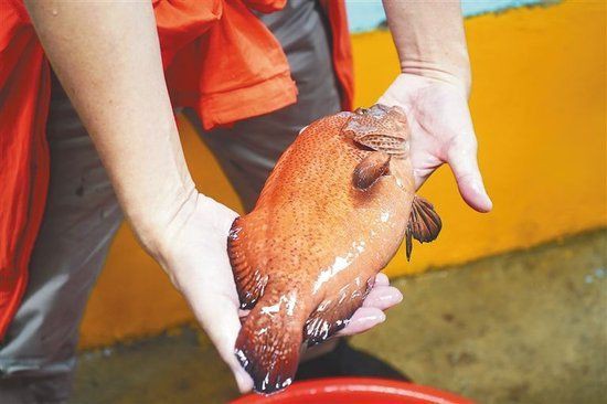 玫瑰斑魚屬于什么檔次，海中“紅玫瑰”如何“游進”千家萬戶